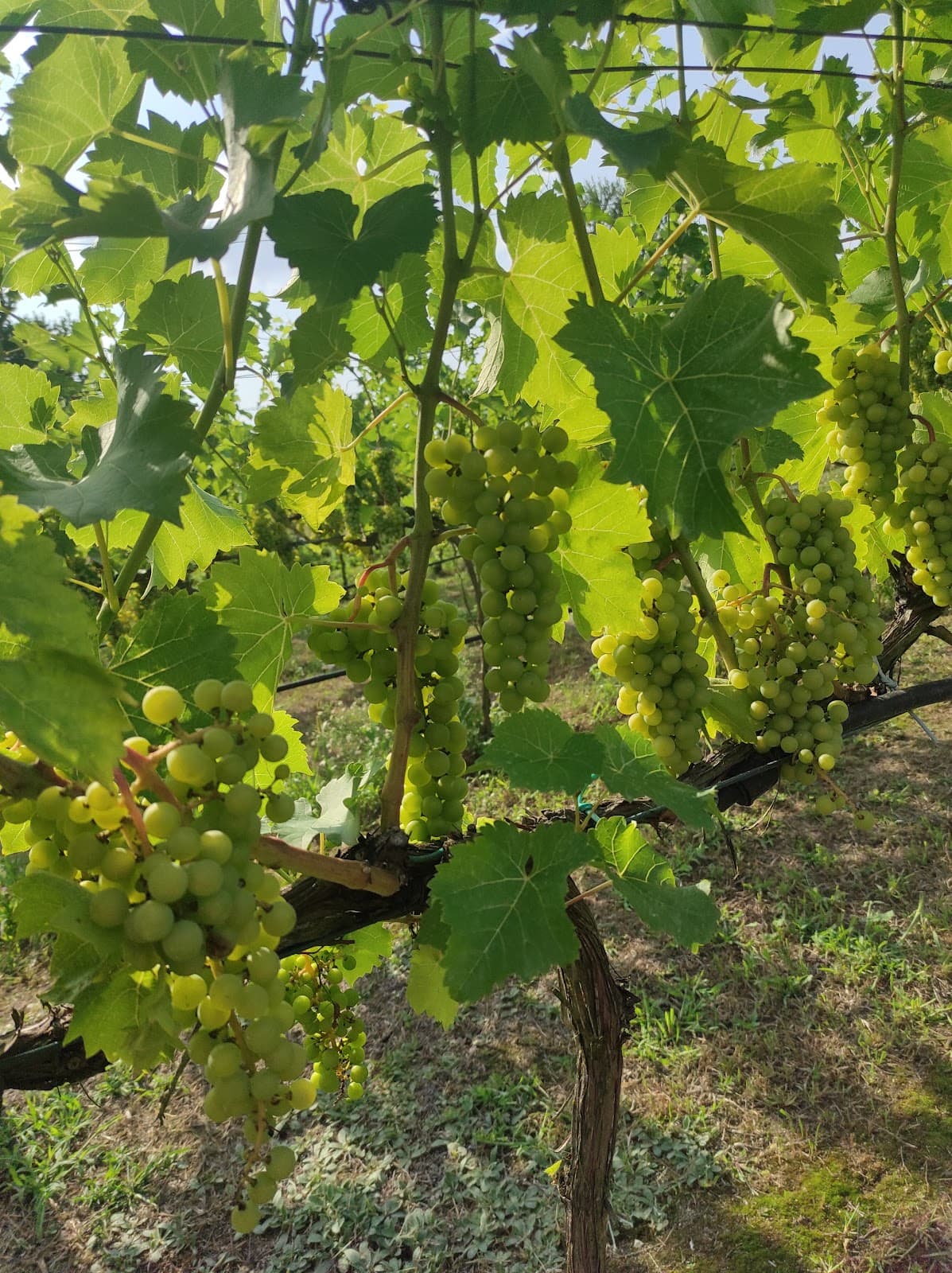 Winnica Winogrody Wino Sprzedaż wina